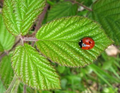 Ladybird on bramble leaf