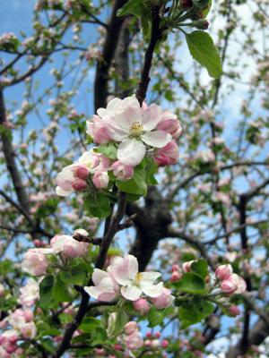 Apple blossom close