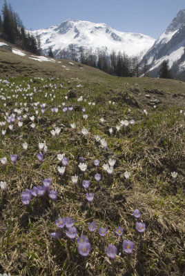 Alpine flowers and meadow, Switzerland