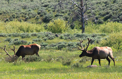 Two Grazing Elk