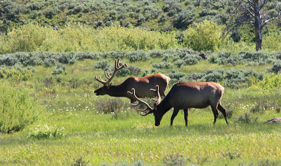 Elk Grazing in Yellowstone