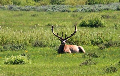 Elk at Rest