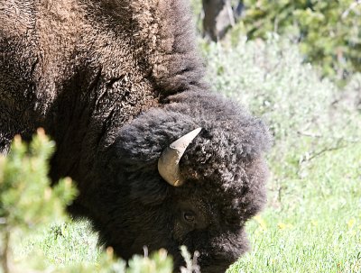 Yellowstone Bison 2