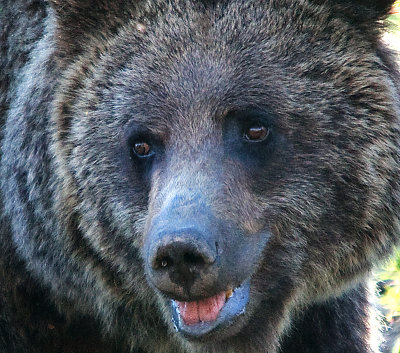 Grizzly Bears in Yellowstone