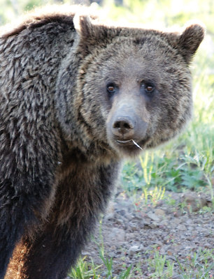 Grizzly with grass