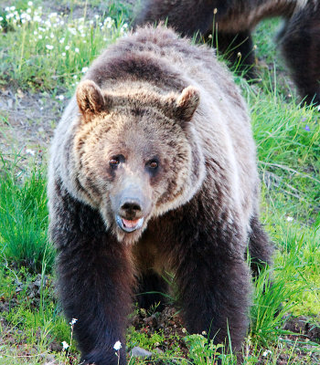 Yellowstone Grizzly 3
