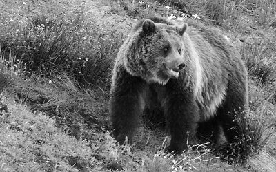 Black and White Grizzly 2