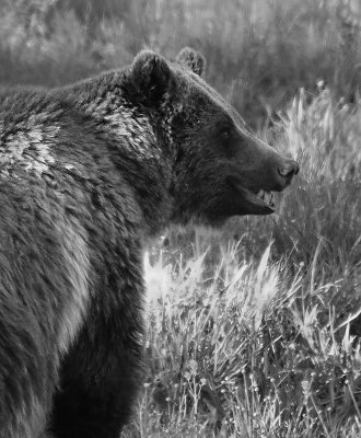 Black and White Grizzly 3