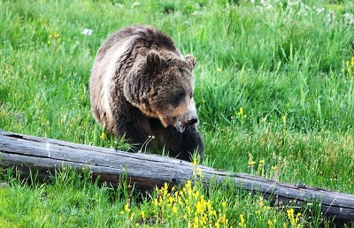 Grizzly by Dead Tree 1