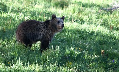 Yellowstone Grizzly Bear 2