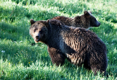 Yellowstone Grizzly Bear 3