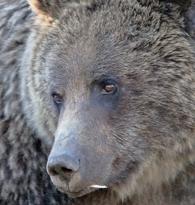 Grizzly On Grass