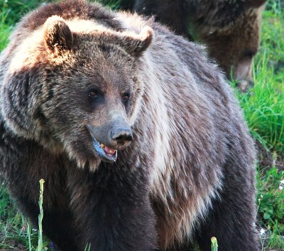 Yellowstone Grizzly Bear 1