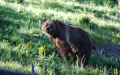 Yellowstone Grizzly Bear 4