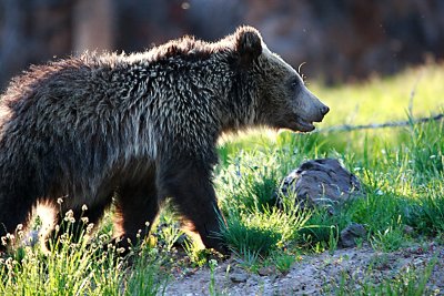Yellowstone Grizzly Bear 5