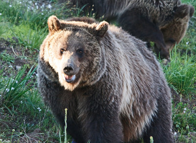 Yellowstone Grizzly Bear 6