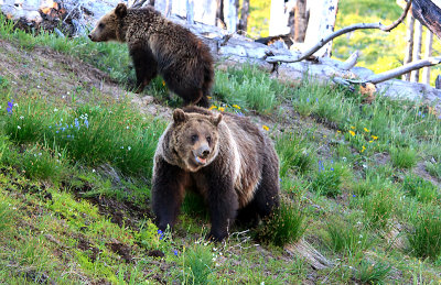 Yellowstone Grizzly Bears