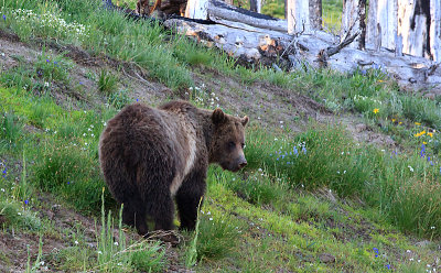 Hill Side Grizzly