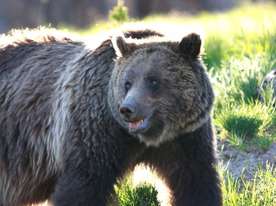 Sunlit Grizzly