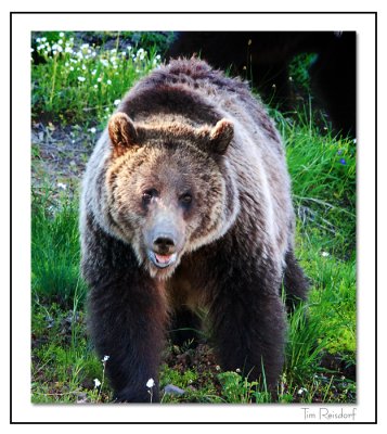 Yellowstone Grizzly Bear