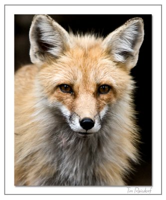 Fox