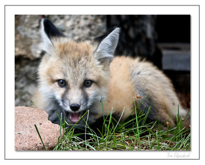 Little Fox