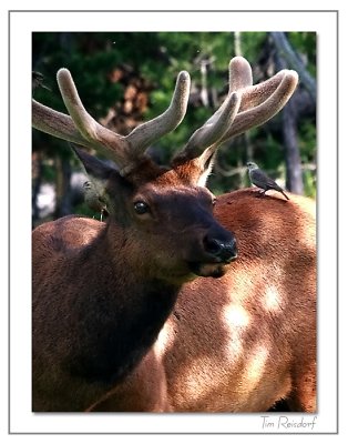 Yellowstone Elk with Guests