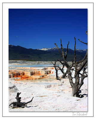 Mammoth Hot Springs