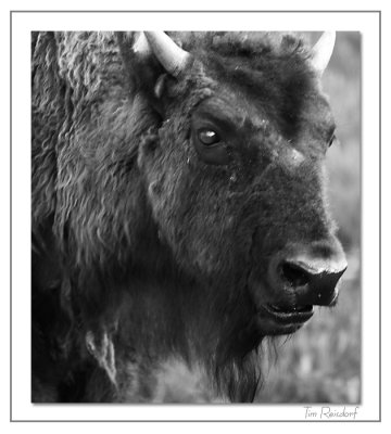 Bison at Yellowstone