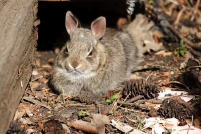 Rabbits in My Yard