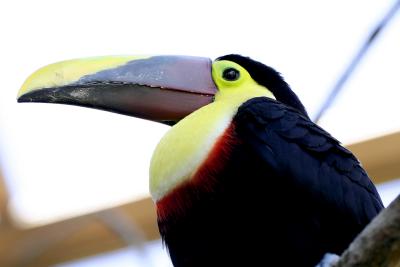 Dominican Birds