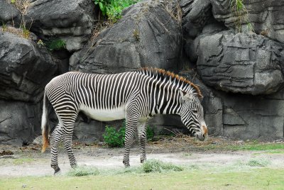 PAS_0224.jpg