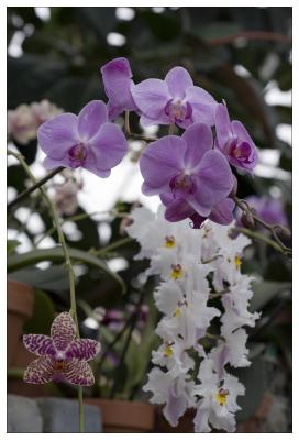 Orchides