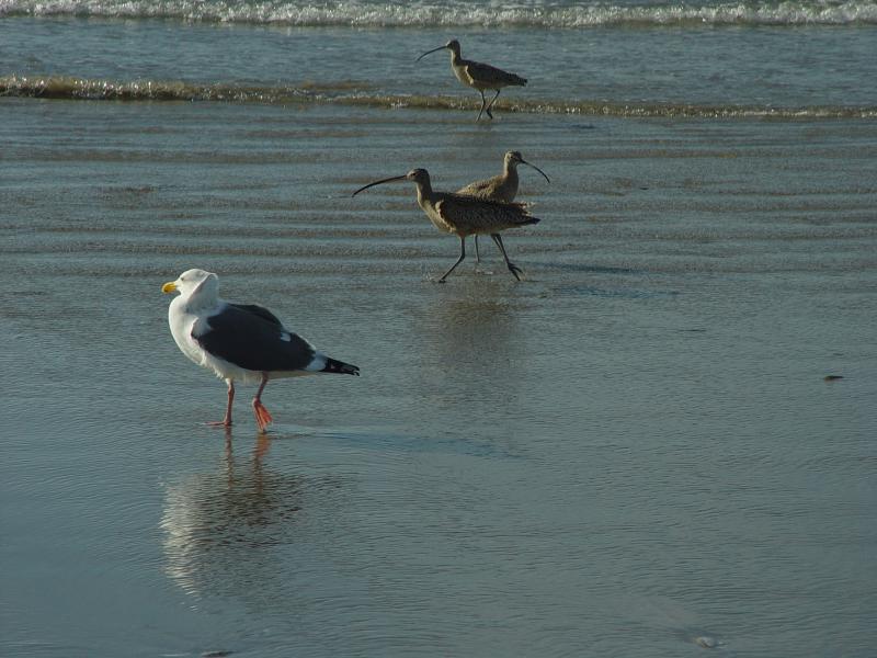 bird at rest.- Morro BayJPG