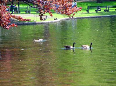 Boston Commons 1.jpg