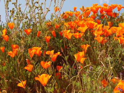 Poppyland 1JPG