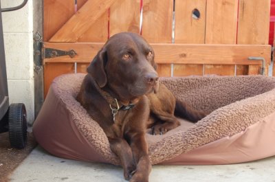 a_chocolate_lab_named_rusty