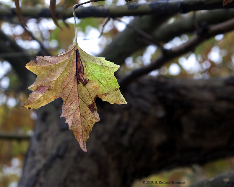 Leaf and Worm