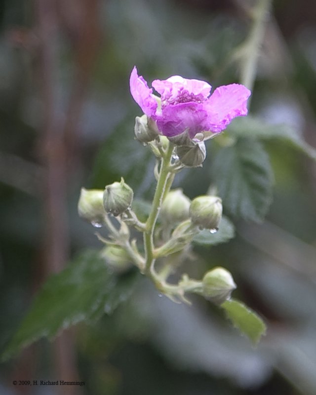 Small Pink Flowers