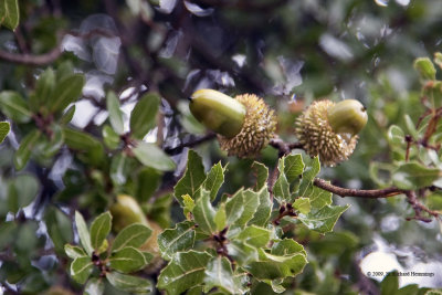 Giant Acorns