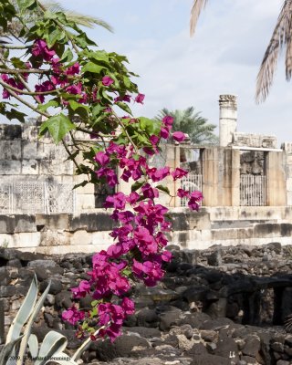 Red Bouganvilla