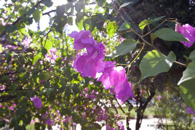 Pink Bouganvilla