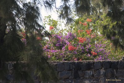 More Flowers