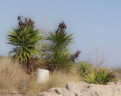 Palmetto with Seed Pods
