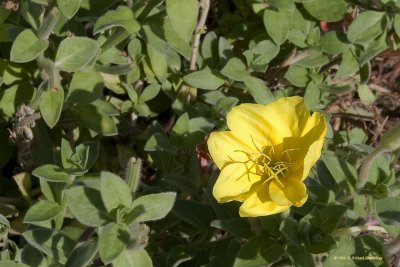Yellow Flower