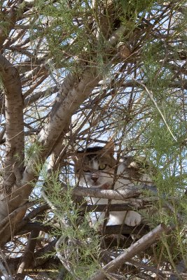 Cat Spy