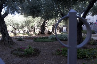 Garden of Gethsemane1