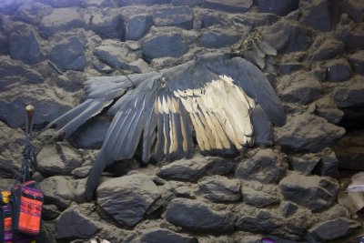 Condors Wing