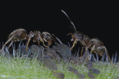 Ants nursing aphids