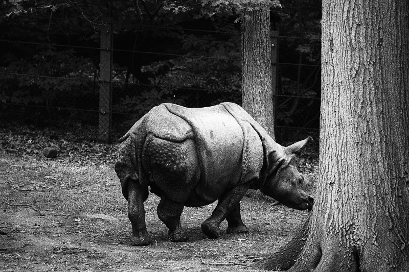 great indian rhinoceras